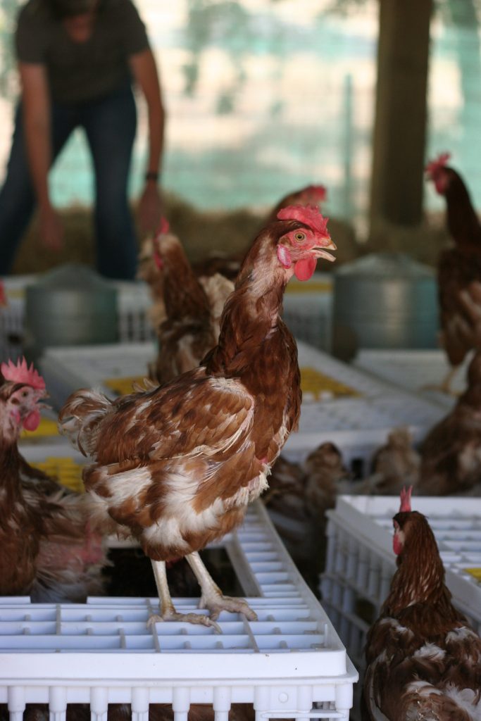 Animal Place Rescues 115 Hens from out-of-state Prison