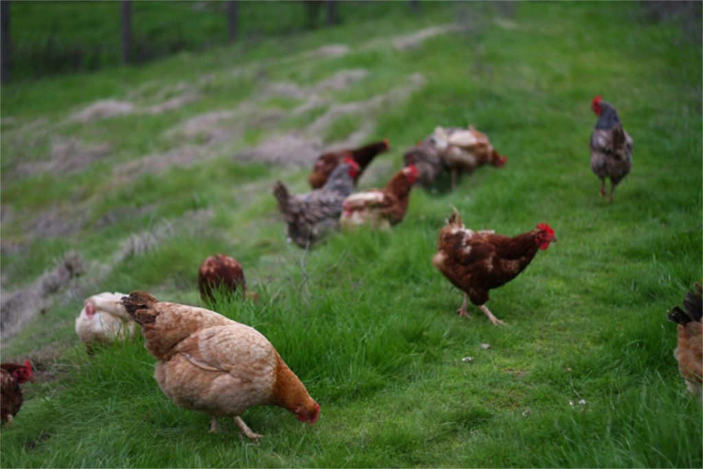 Animal Place Welcomes 80 Hens Slated for Slaughter