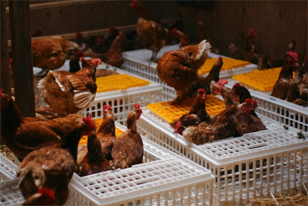 356-hens-home-to-roost