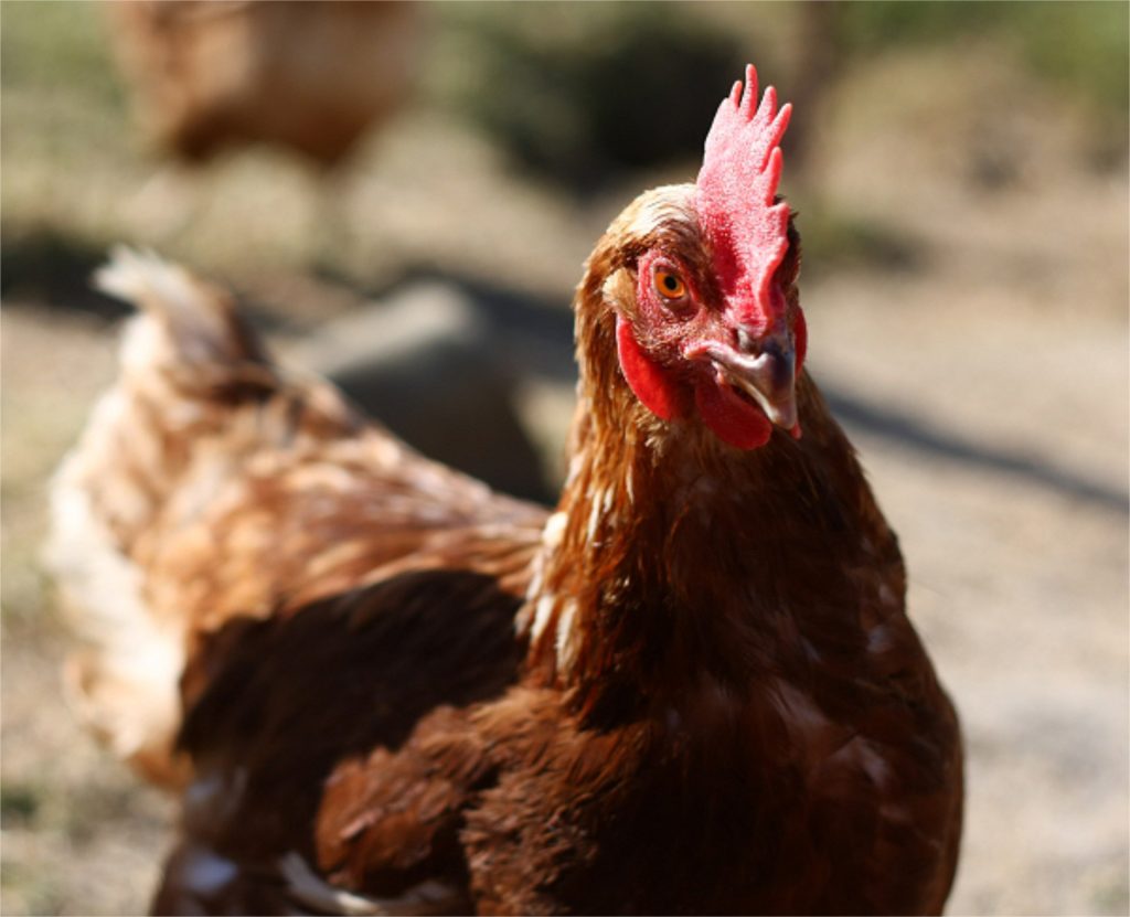 290-hens-fly-the-coop-to-animal-place