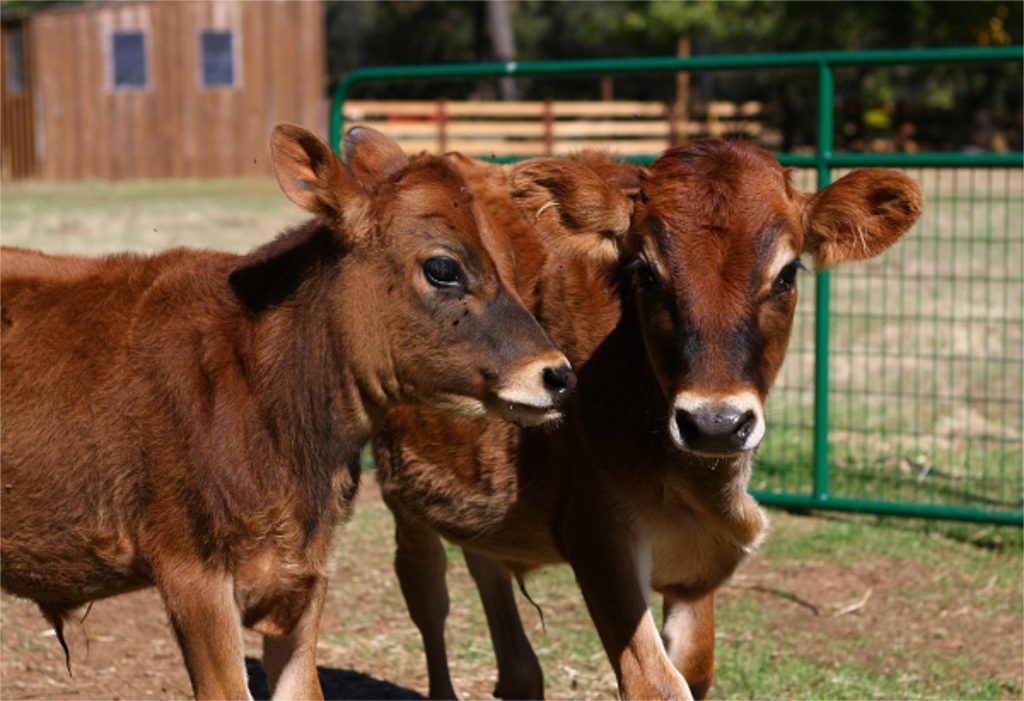 Neglected Dairy Calves Find Safe Haven at California Sanctuaries