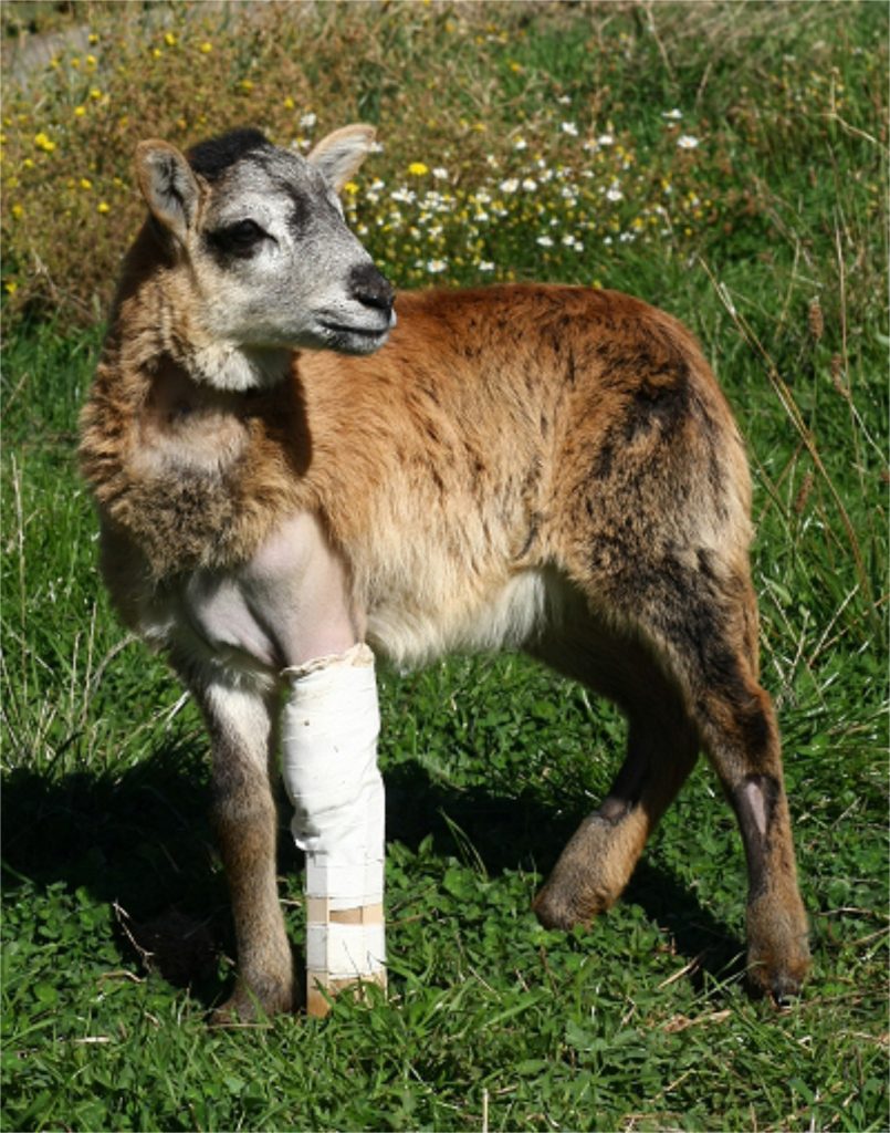 abused-lamb-loses-leg