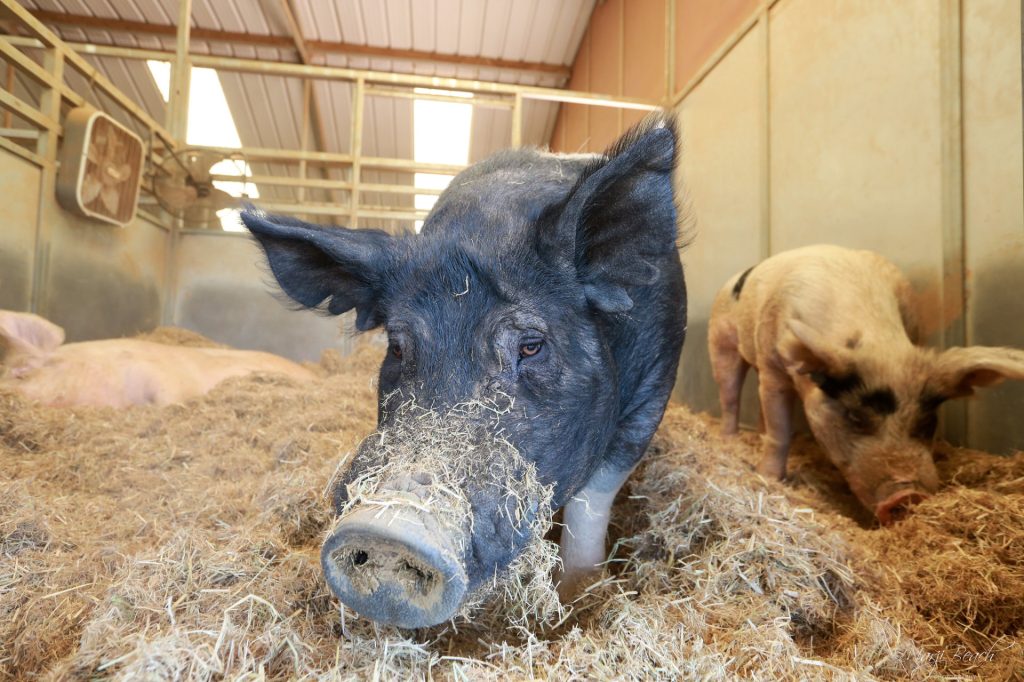 Piglets & Goats Rescued