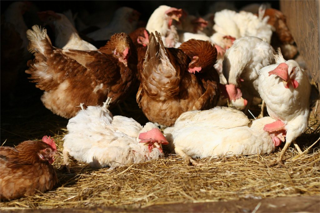 Felony Cruelty Charges in Hen Abandonment Case