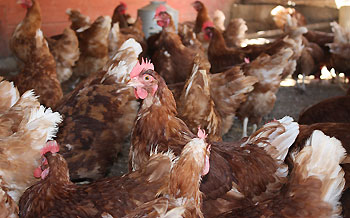 Animal Place Hen Rescue