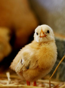 Animal Place - Caring For Chickens