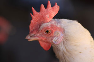 Animal Place - Caring For Chickens