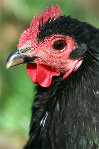 Animal Place - Caring For Chickens