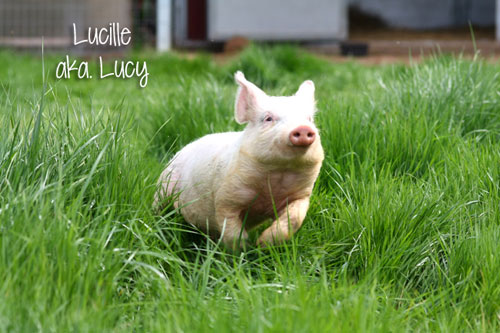 Lucy