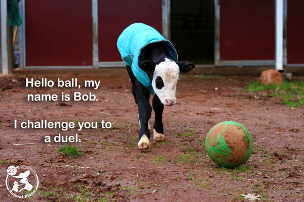 Bob The Calf