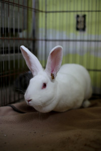 Rescued Rabbit
