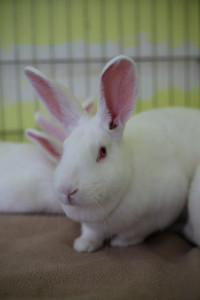 Rescued Rabbit