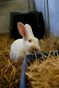 Rescued Rabbit