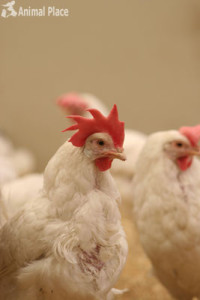 16,000! Rescue Ranch Milestone