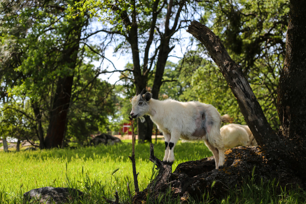 april 9 2015 Verna A (1 of 1)