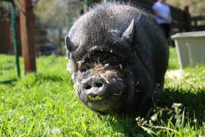 march 8 2015 anastasia smb