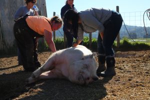 march 8 2015 wilbur sma