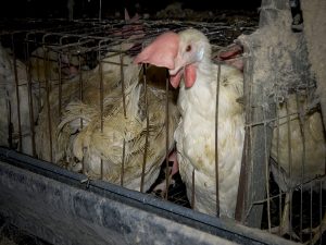 This hen never knew her mother