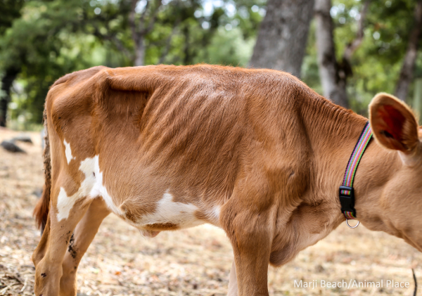 Aug 7 2015 Shelbe sma