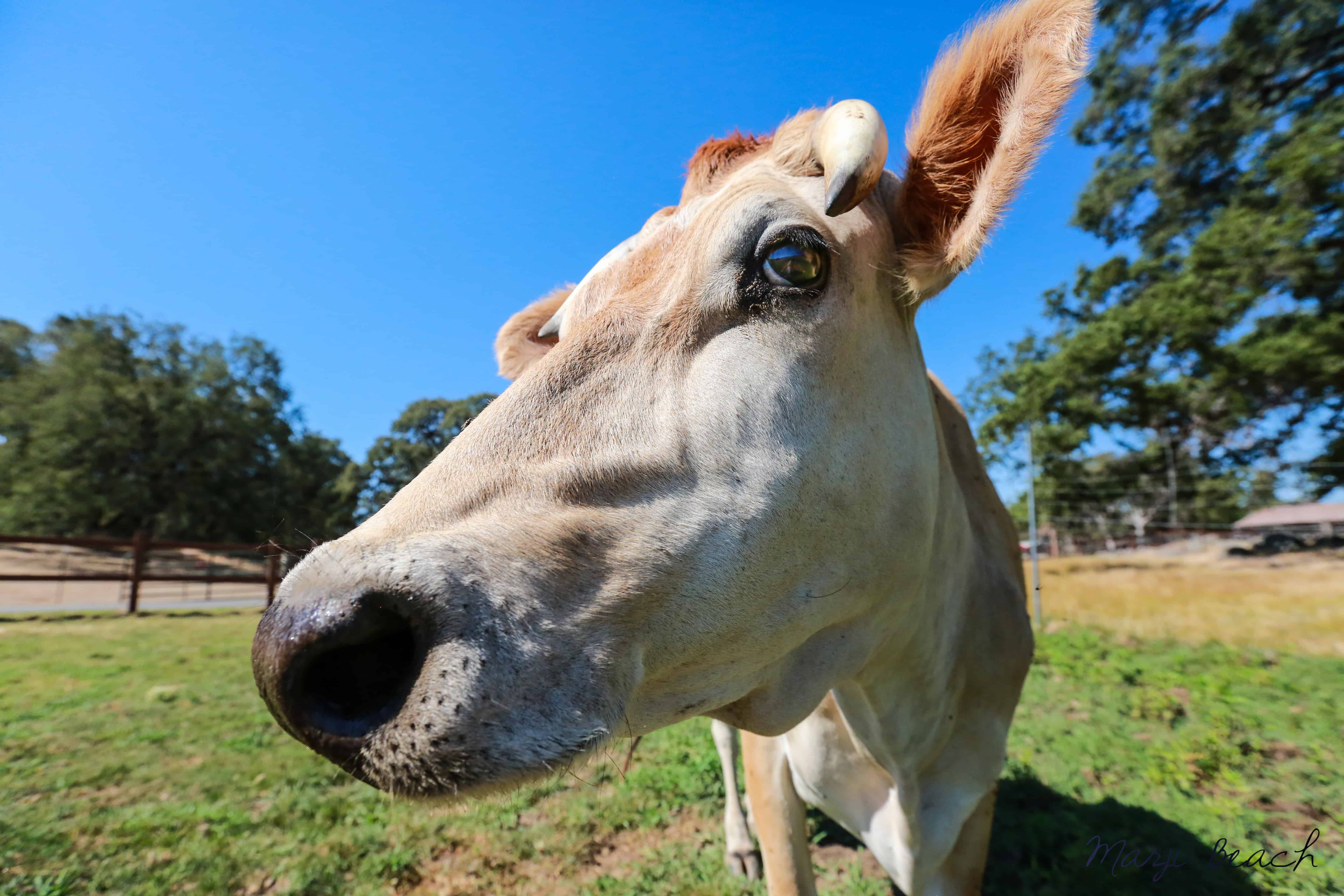 50170960926_29e5764710_o