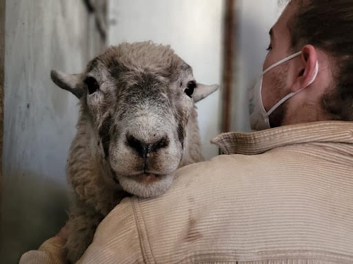 Sweet, trusting Gigi leans on her friend Conor during a health check. Most sheep are gentle animals.