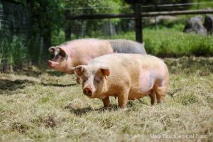 April 13 2016 New Girl B sma