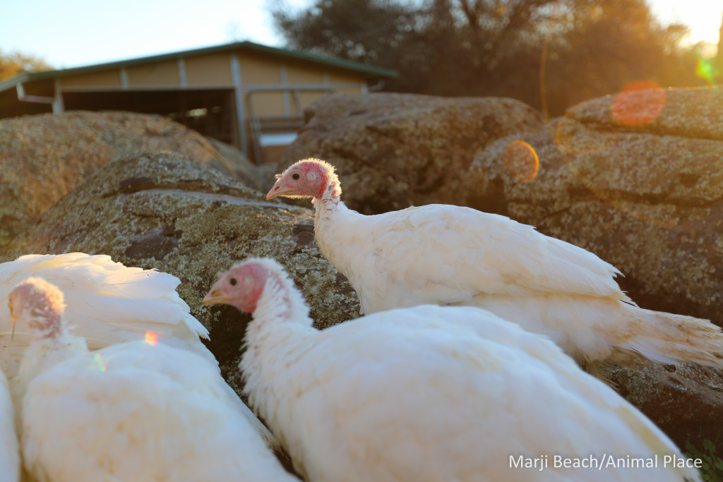 nov-17-2016-turkey-a-1-of-1