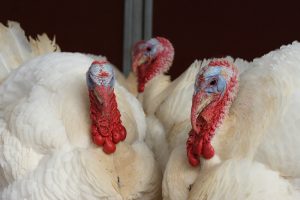 three-turkeys