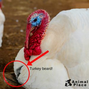 turkey-beard