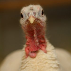 turkey-face