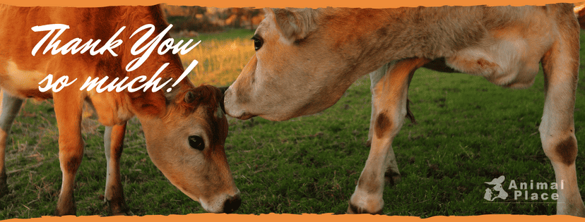 sweet-little-turkey-4