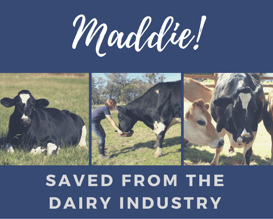 birthdaypartyideas-for-girlswho-love-adventure