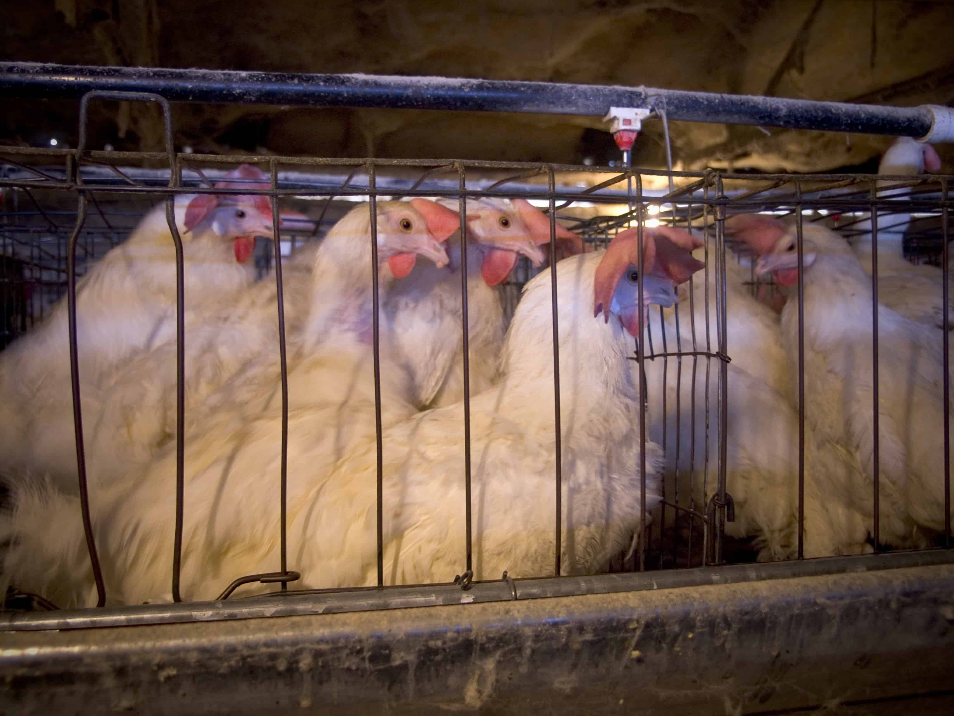 A life of suffering. These lucky hens were liberated from an egg farm by Animal Place, but for most hens, a cruel fate awaits them. 