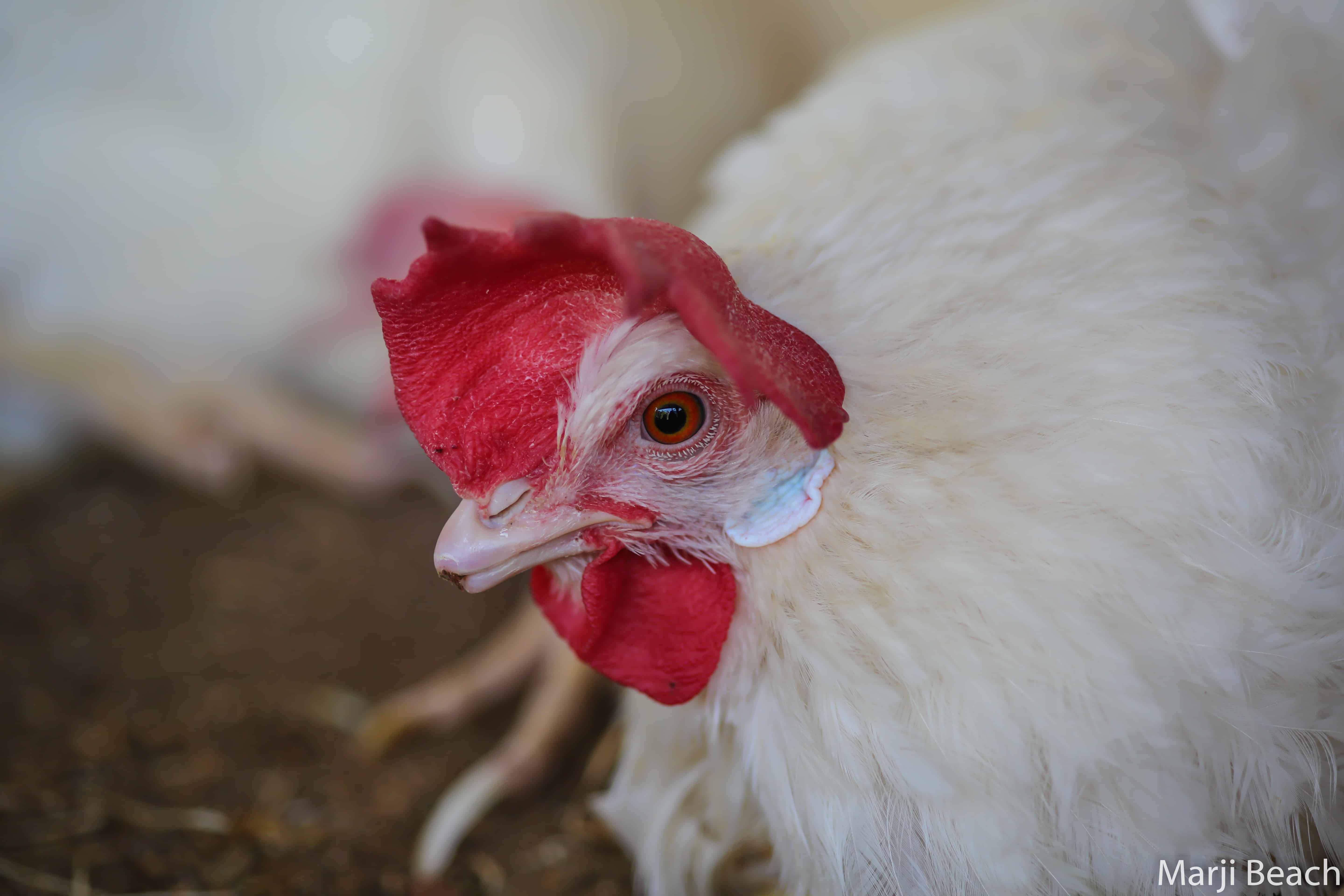  A hen that Animal Place rescued from an egg farm. Notice the abrupt end to her beak where the tip has been cut off. 