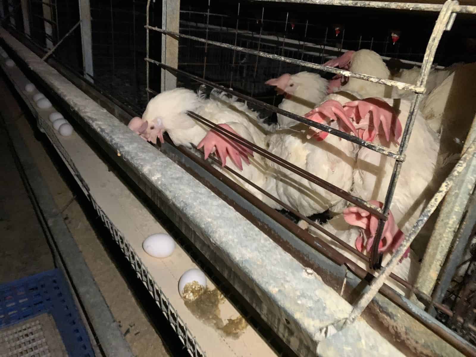 Hens crammed into a barren cage.
