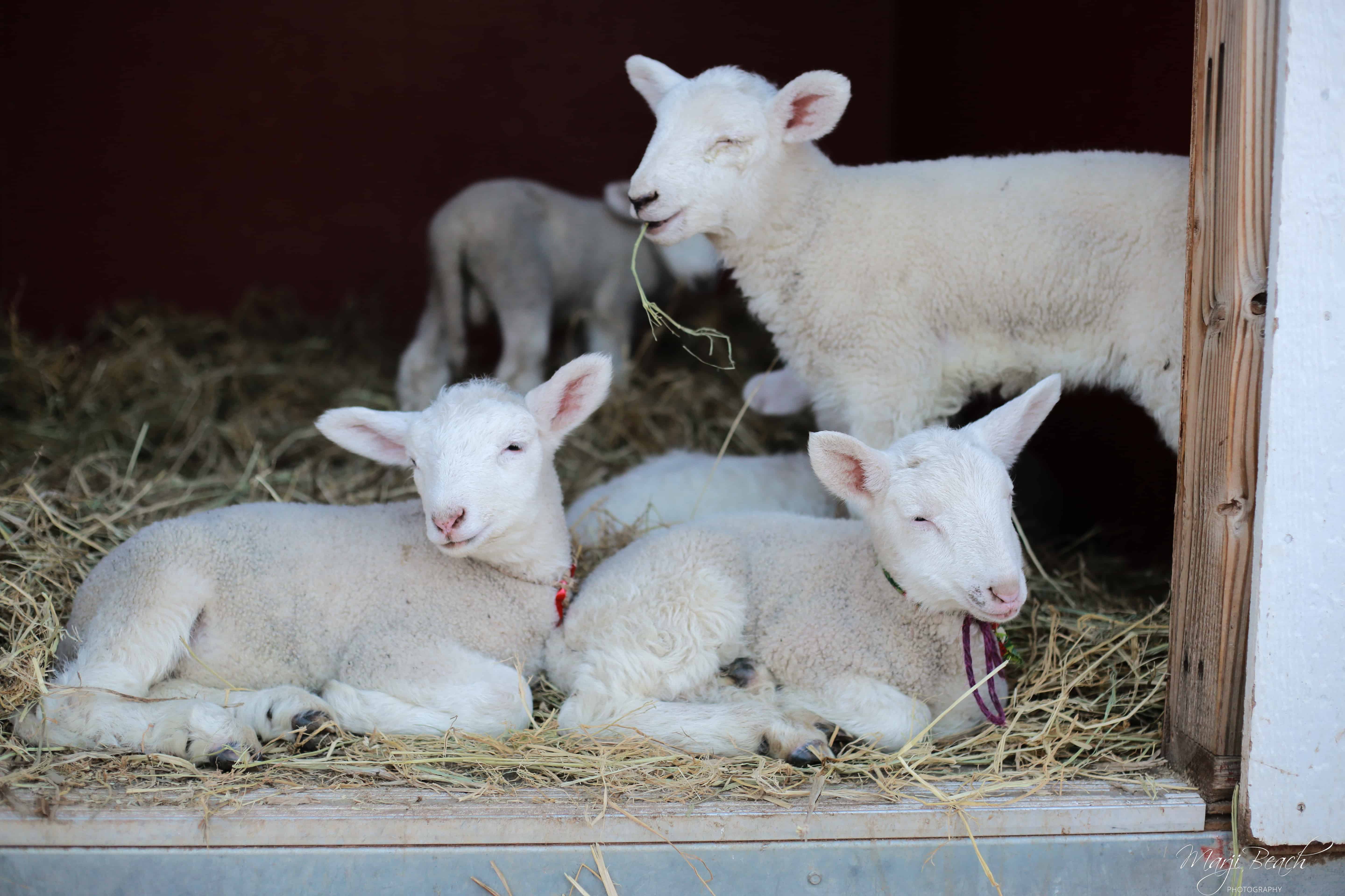 iIfant lambs who came to Animal Place from another sanctuary. Theylwere left to die as “bummer lambs.”