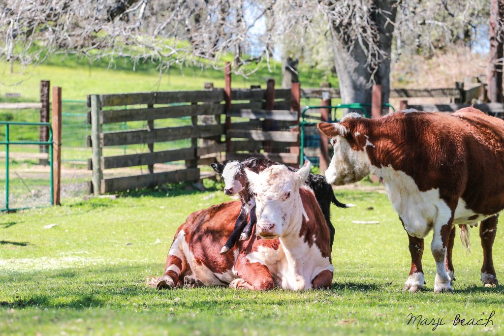 Honey and her son Elliot.