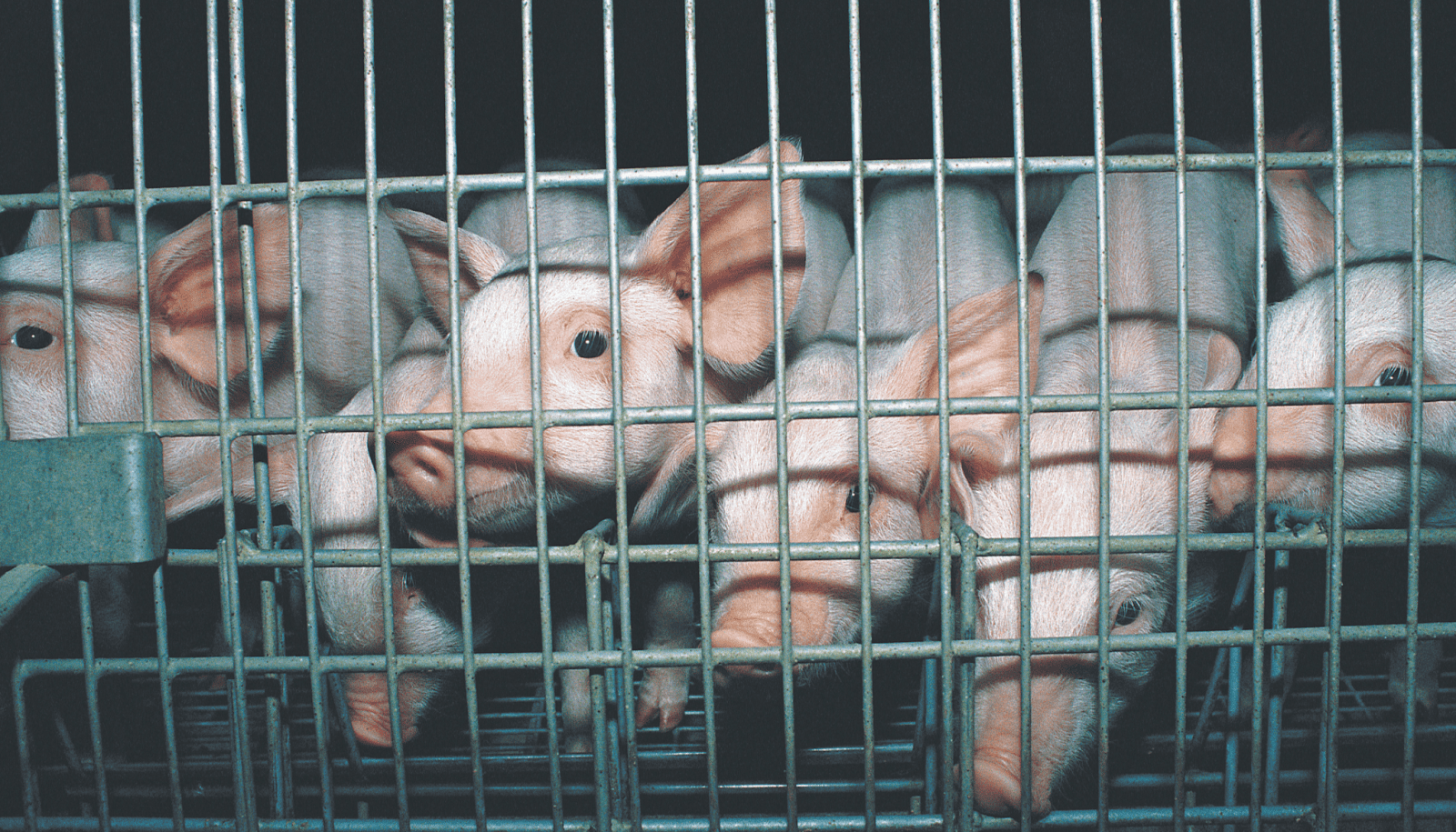 Piglets waiting to be ear-notched, castrated, and tail-docked all without pain relief. 