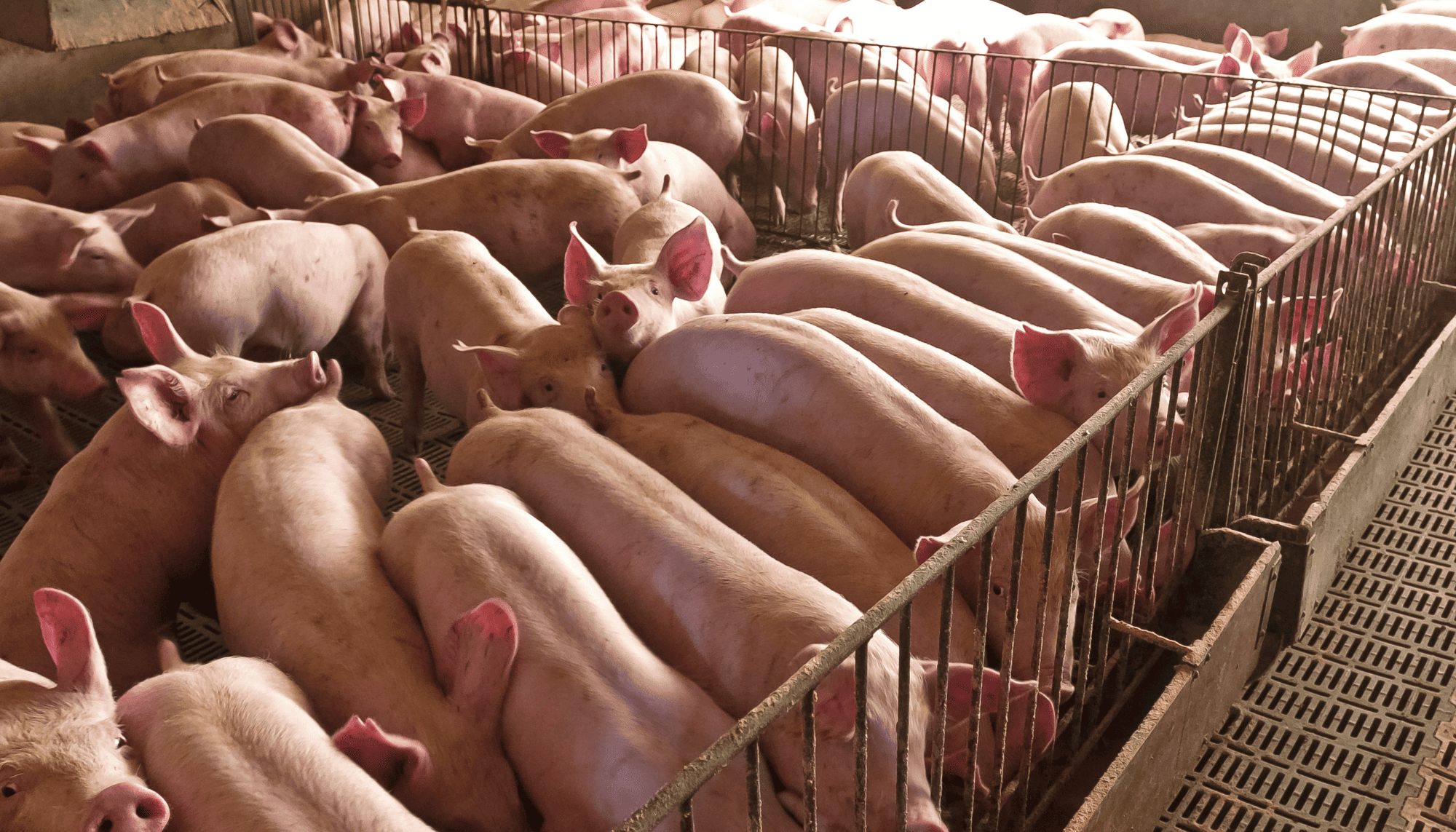 Young pigs raised on concrete pens until they reach slaughter weight at around 250 lbs.