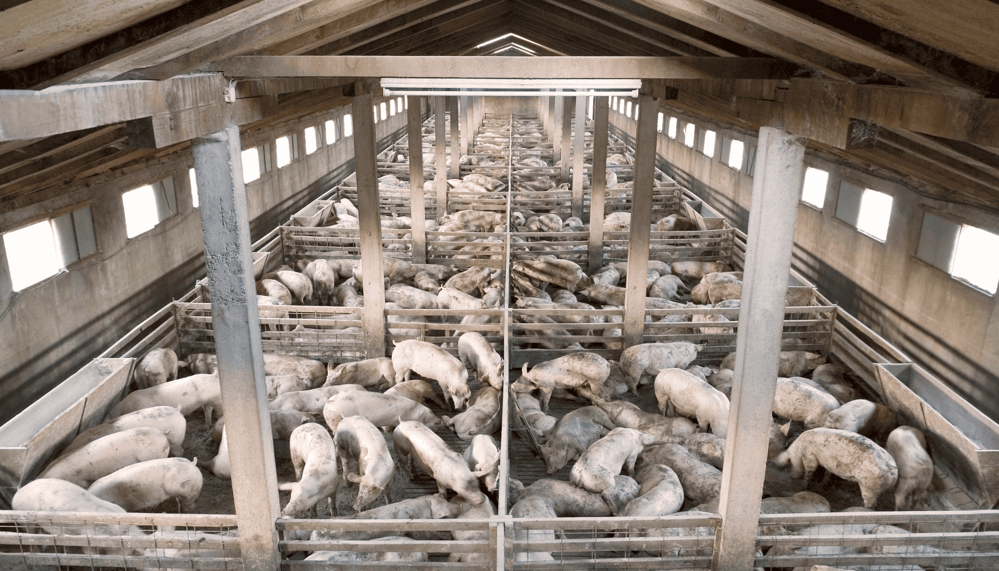 Sheds can house hundreds to thousands of pigs. Farms can have dozens of sheds on each property. 