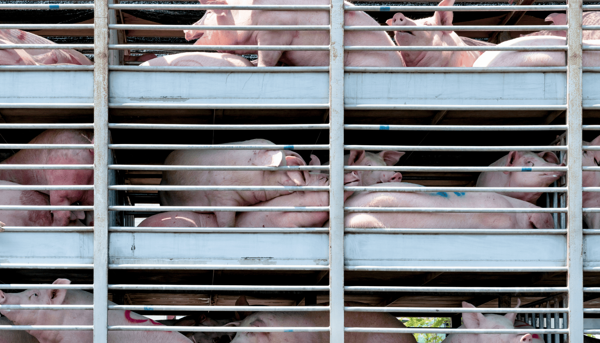 Pigs on their way to the slaughterhouse