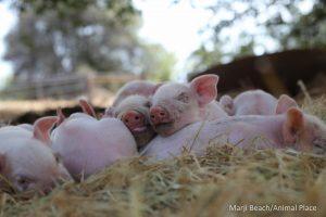 A pile of rescued piglets at the sanctuary. Pure joy!