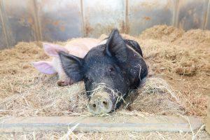 Rescued pig Molly, who jumped from a truck en route to slaughter.