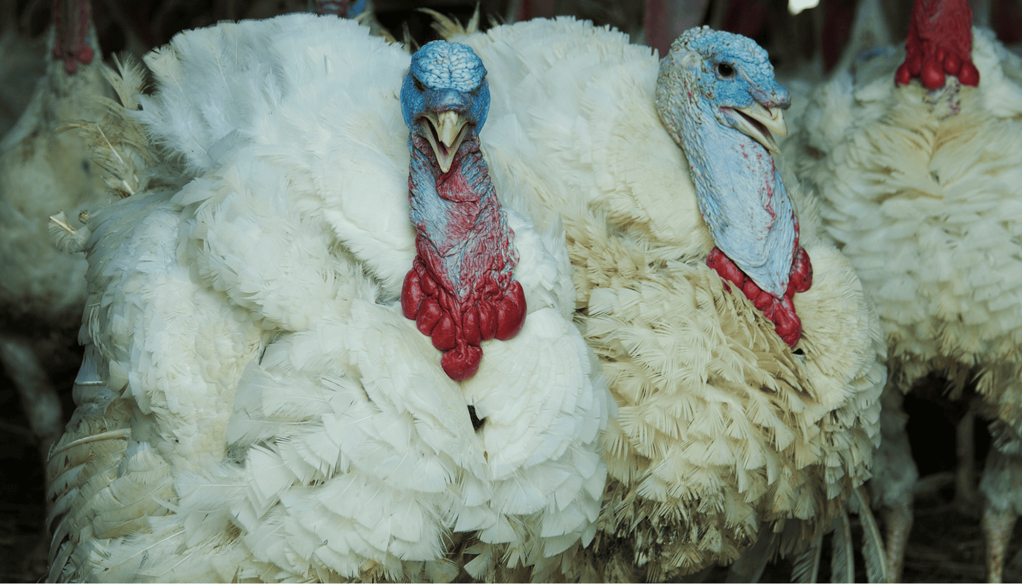 Turkeys alter the colors on the neck and head. These tom turkeys crowded into a pen are stressed. 
