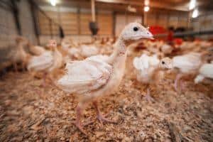 Debeaking causes chronic pain but increases profit on turkey farms.