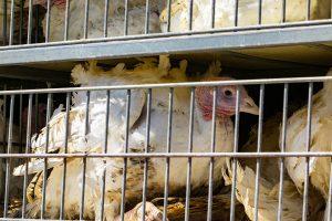 Transport to slaughter on an open-air semi truck is incredibly stressful for a bird.