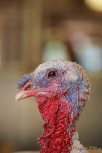 Rescued turkey Cypress and her dazzling eyes.