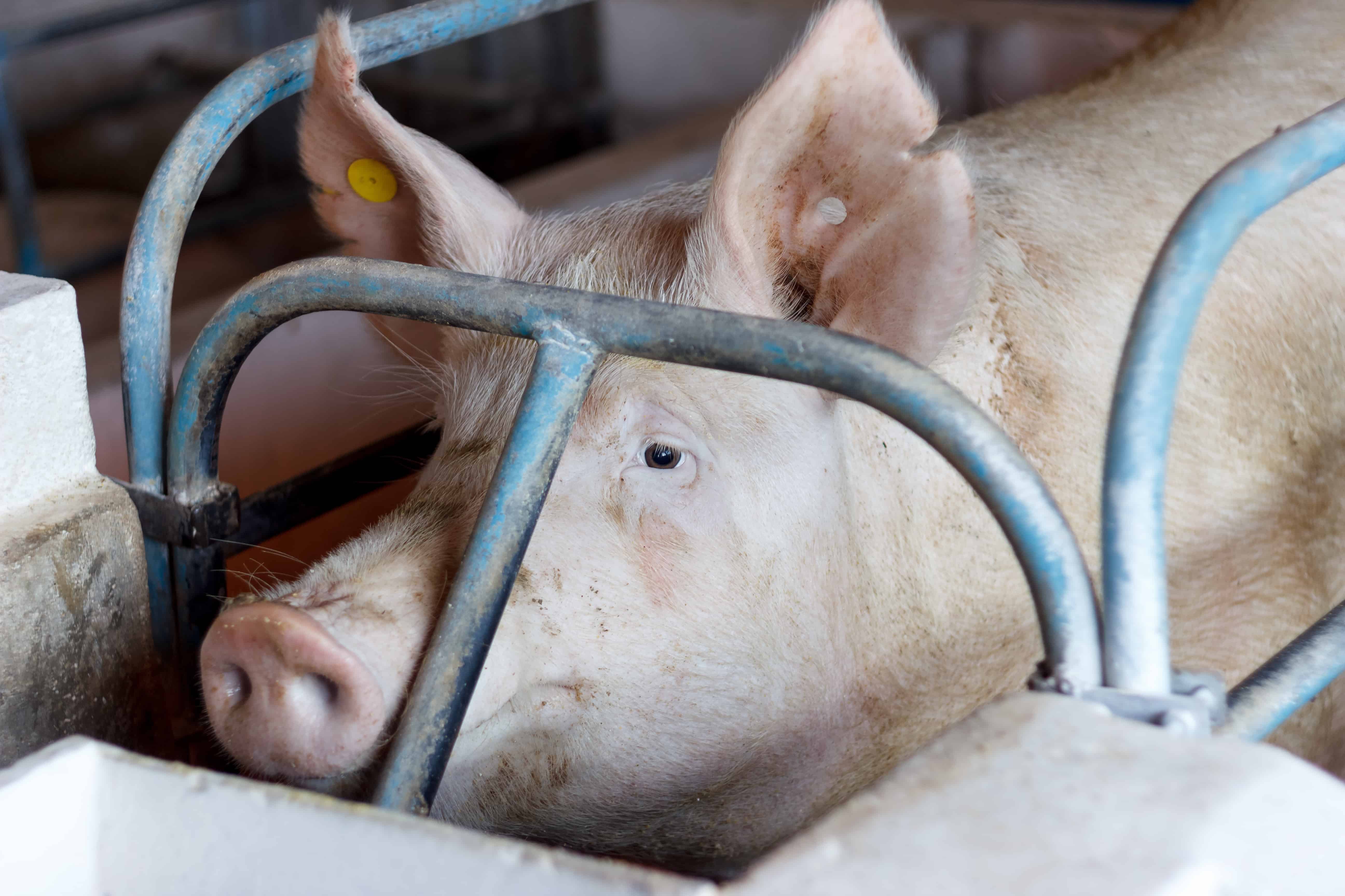 A sow in a farrowing crate cannot turn around