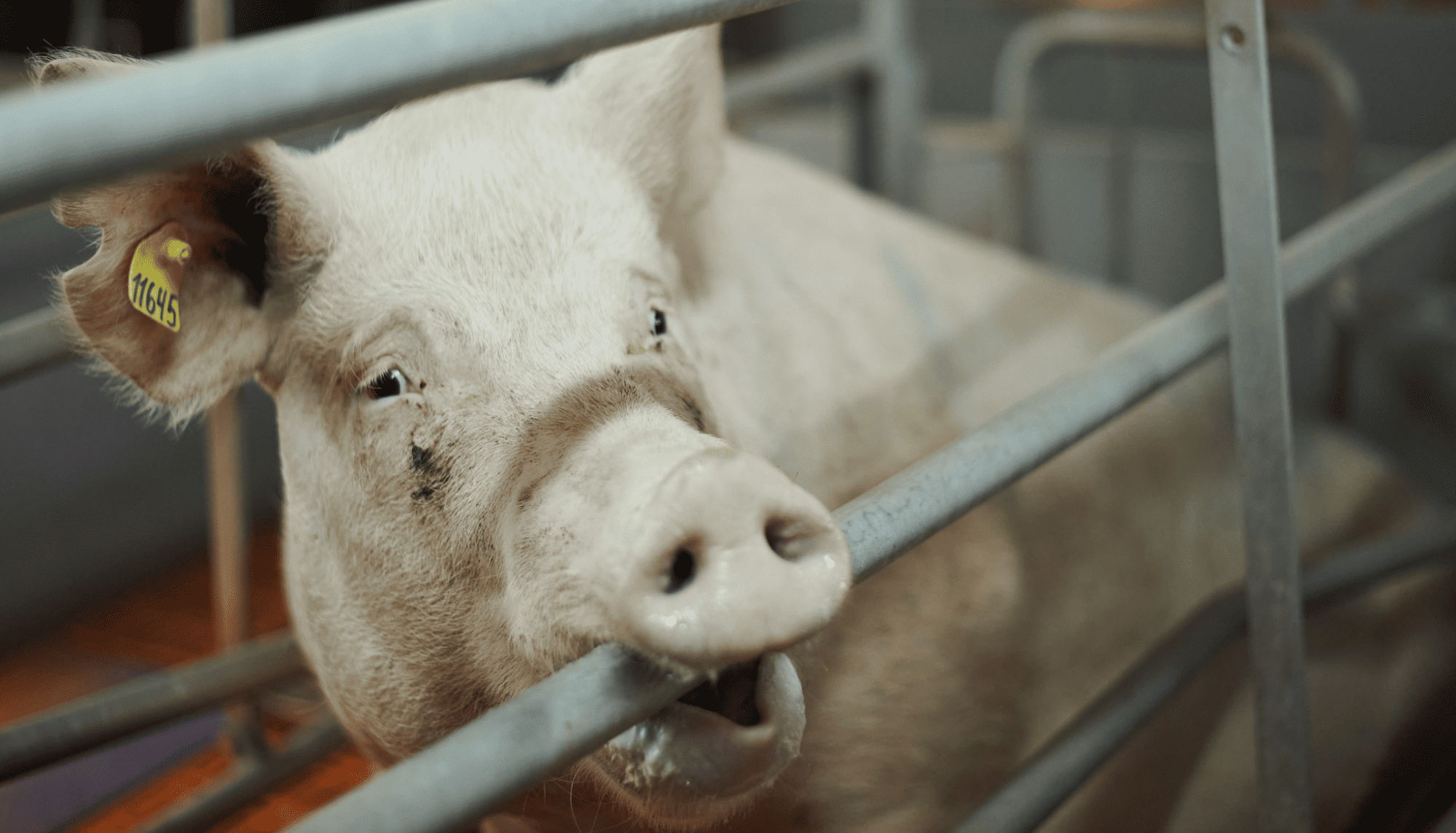 A sow obsessively chewing her cage bars is an example of stereotypic behavior