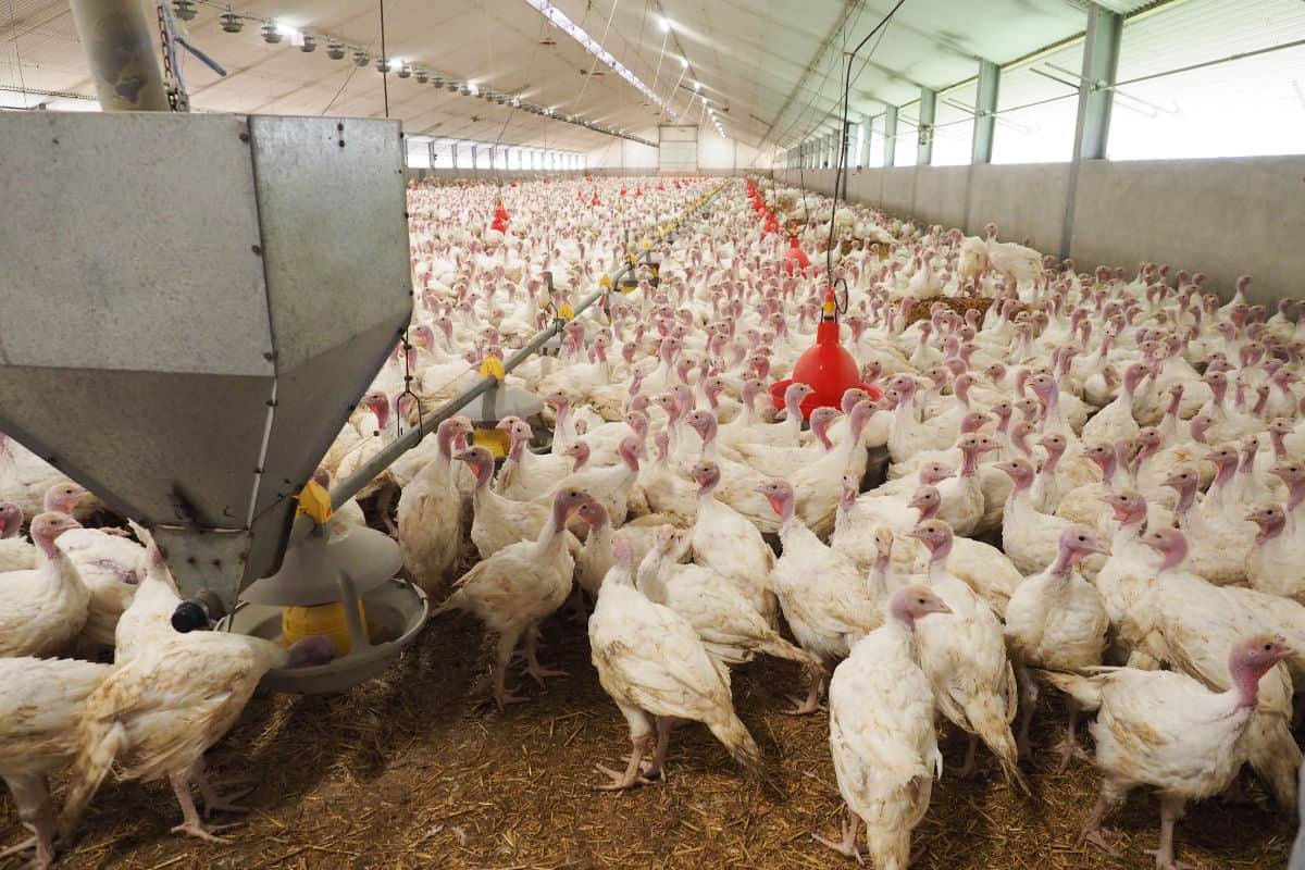 A crowded shed hardly resembles a “barn.”